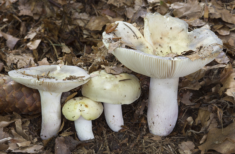 Russula violeipes